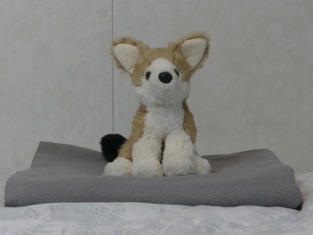 Unnamed 40 (Fennec Fox, Douglas)